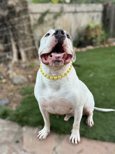 Load image into Gallery viewer, Sunshine [Scuffed] Acrylic Bead Collar