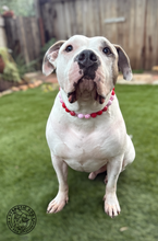 Load image into Gallery viewer, Valentine Crush Bead Collar