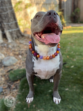 Load image into Gallery viewer, Velvet Autumn Bead Collar