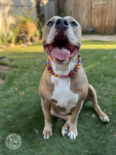 Load image into Gallery viewer, Velvet Autumn Bead Collar