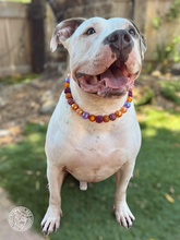 Load image into Gallery viewer, Velvet Autumn Bead Collar