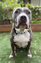 Load image into Gallery viewer, 🏒 "VGK" Vegas Golden Knights NHL Inspired Bead Collar