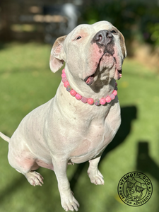 Watermelon Crush Bead Collar