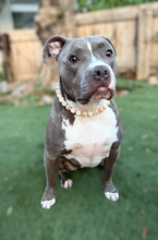 Load image into Gallery viewer, Medium White Mocha Swirl Acrylic Bead Collar