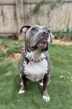Load image into Gallery viewer, Winter Plum Bead Collar
