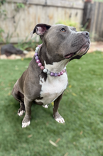 Load image into Gallery viewer, Winter Plum Bead Collar