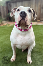 Load image into Gallery viewer, XOXO Bead Collar
