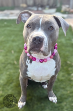 Load image into Gallery viewer, XOXO Bead Collar