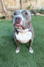 Load image into Gallery viewer, 🌸 Y2K Flowers Bead Collar