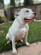 Load image into Gallery viewer, 💗 Y2K Hearts Bead Collar