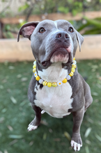 Load image into Gallery viewer, Yellow Daisy 🌼 Bead Collar