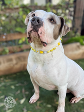 Load image into Gallery viewer, Yellow Daisy 🌼 Bead Collar