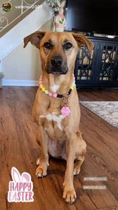 Citrus Sunrise Bead Collar