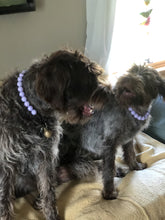 Load image into Gallery viewer, Lavender Rain Acrylic Bead Collar [Scuffed]