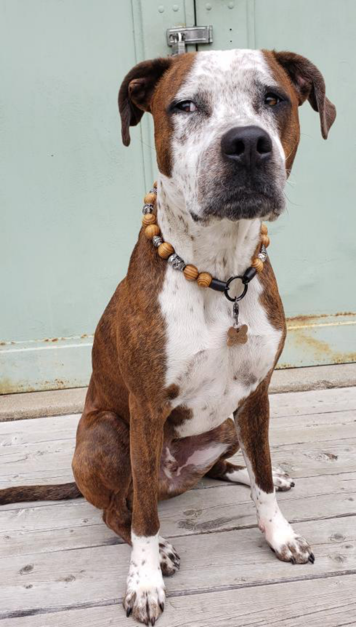 Wooden bead dog deals collar