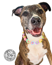 Load image into Gallery viewer, 🟧 18.5&quot; Slip On (Rose Gol1 O-Ring) Field of Daisies 🌼 [DECORATIVE ONLY] Bead Collar - PRE-MADE/FINAL SALE