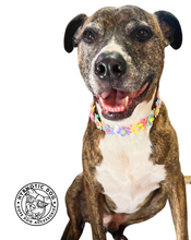 Load image into Gallery viewer, 🟧 18.5&quot; Slip On (Rose Gol1 O-Ring) Field of Daisies 🌼 [DECORATIVE ONLY] Bead Collar - PRE-MADE/FINAL SALE