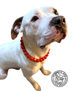 Lunar New Year 💫 Bead Collar