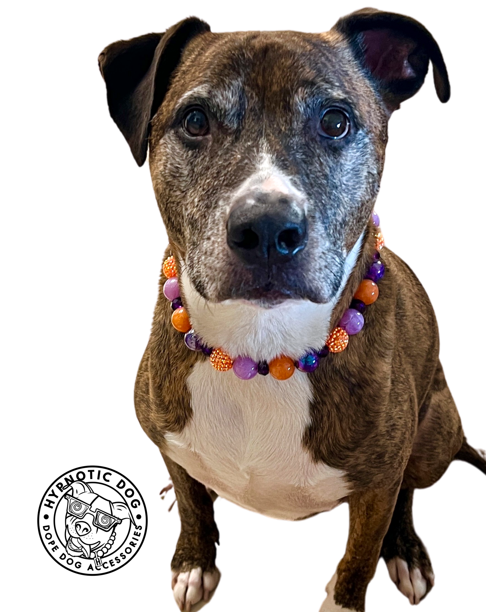 Monster Bash Bead Collar – Hypnotic Dog