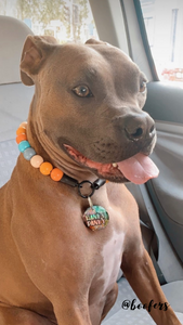 Orange Skyline Acrylic Bead Collar