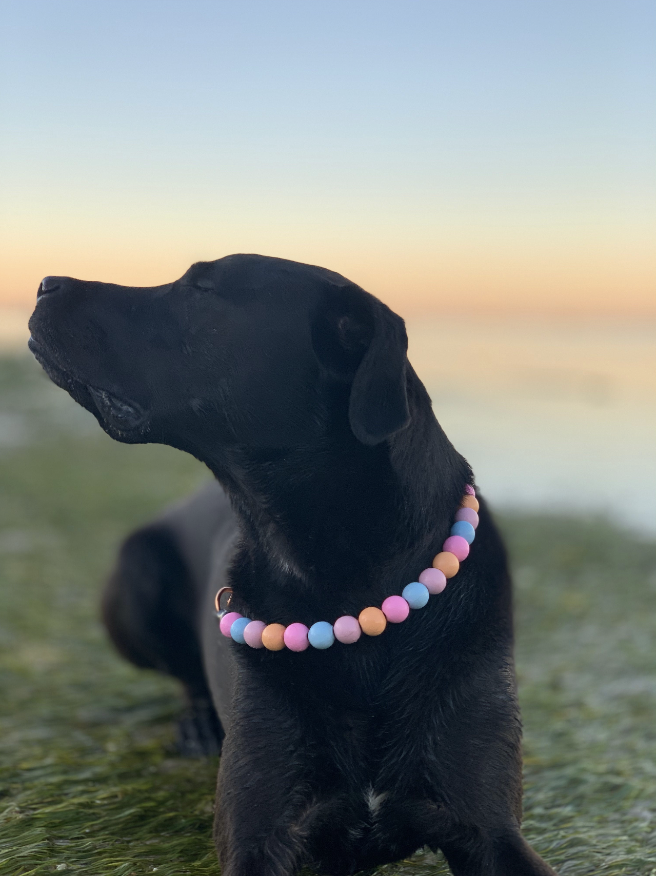 Pink Sugar Bead Collar – Hypnotic Dog