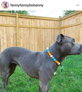 Orange Skyline Acrylic Bead Collar