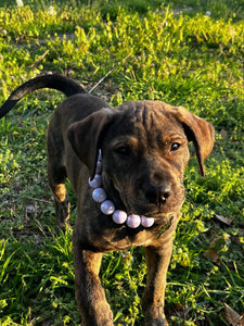 Lavender Rain Acrylic Bead Collar [Scuffed]