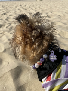 Purple Glitz MINI [Small Dog/Cat Bead Collar]