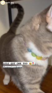 Frosted Rainbow MINI Acrylic [Small Dog/Cat Bead Collar]