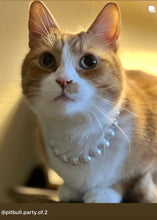 Load image into Gallery viewer, Mini White Pearl Single Strand Acrylic [Small Dog/Cat Bead Collar]