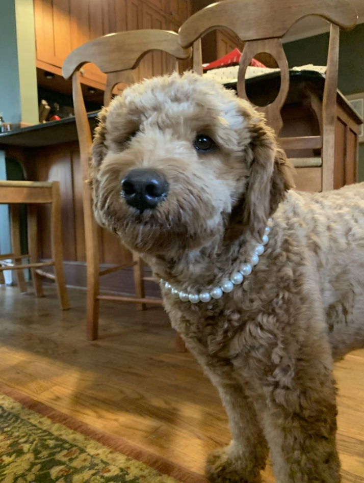 Small White Dogs With Curly Hair | americanlycetuffschool.edu.pk