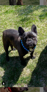 Rocket Blue [Scuffed] Acrylic Bead Collar