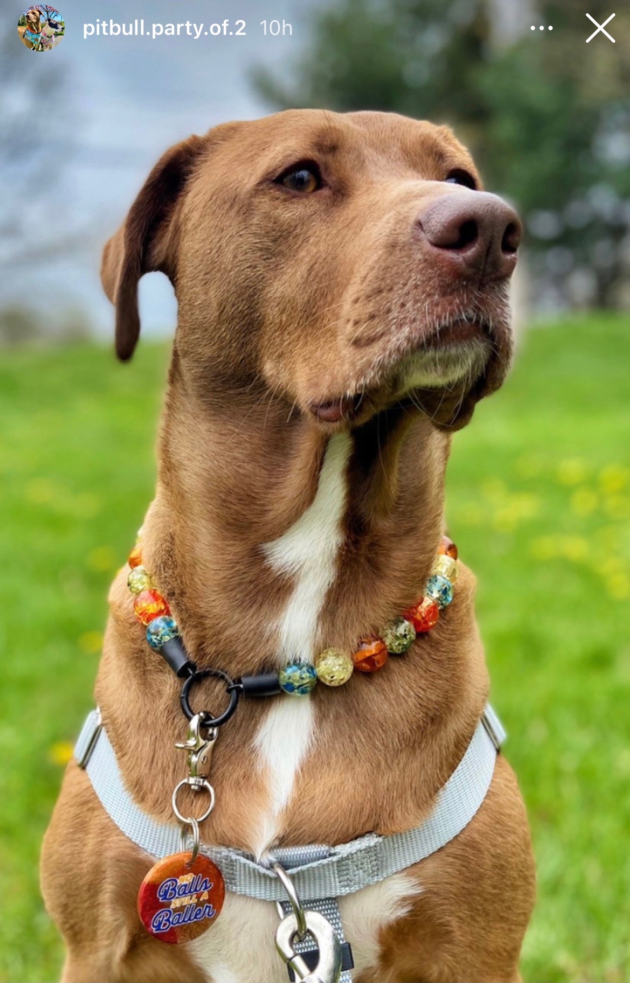 Dog Necklace Collar Beads | Dog Collar Red Green | Square Beads Dog Collar  - Pet - Aliexpress
