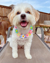 Load image into Gallery viewer, 🟧 18.5&quot; Slip On (Rose Gol1 O-Ring) Field of Daisies 🌼 [DECORATIVE ONLY] Bead Collar - PRE-MADE/FINAL SALE