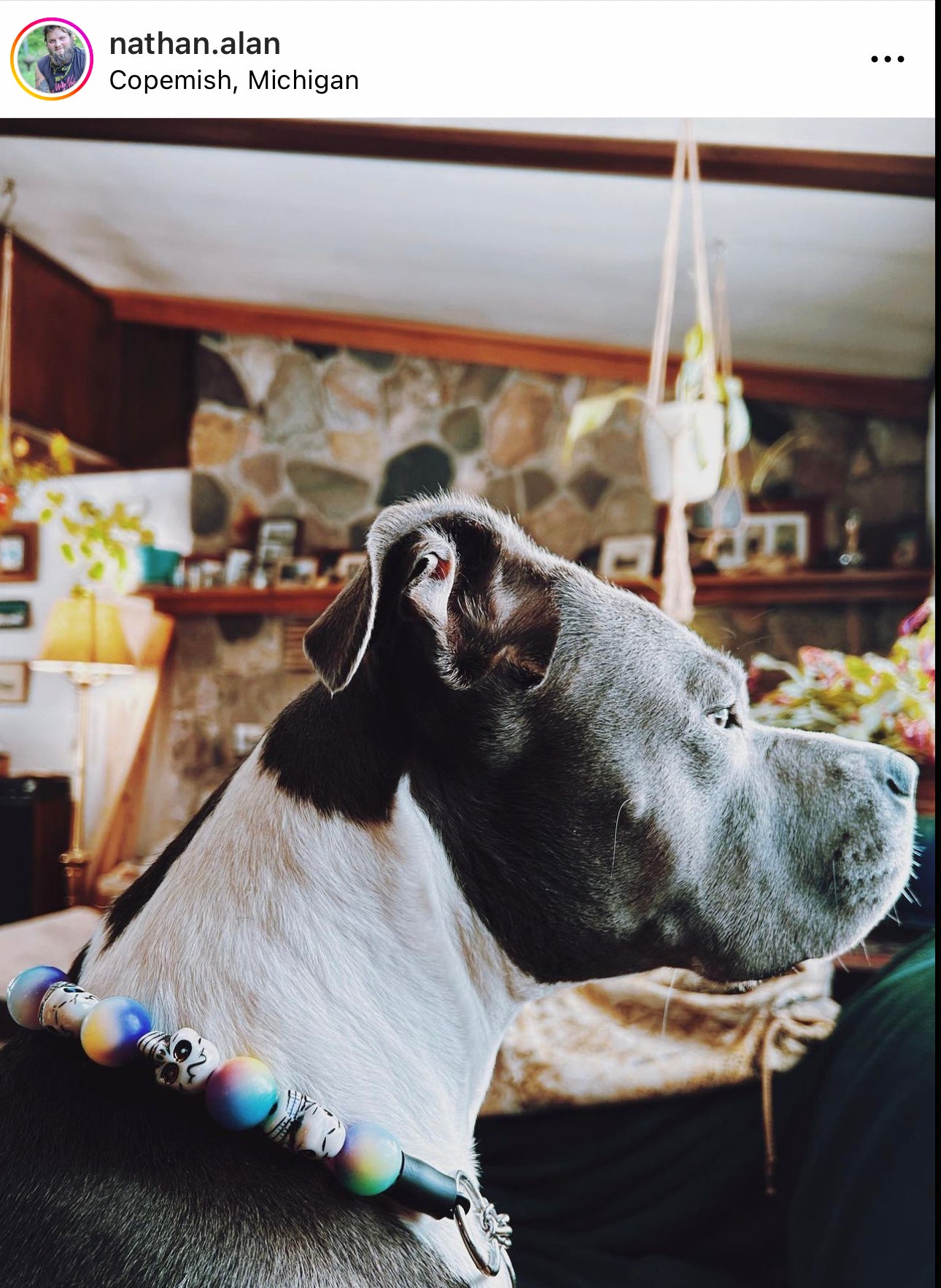 Pastels & Skulls Large Bead Dog Collar