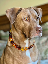 Load image into Gallery viewer, Amber Fire Acrylic Bead Collar