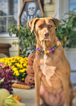 Load image into Gallery viewer, Witching Hour Halloween Bead Collar