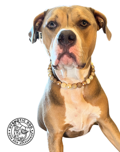 Butterscotch Glam Bead Collar