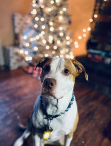 Neptune Blue Bead Collar