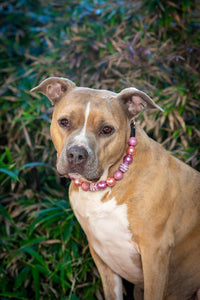 Enchanted Bead Collar