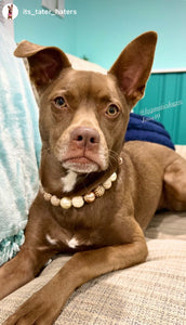 Butterscotch Glam Bead Collar