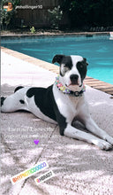 Load image into Gallery viewer, 🟧 18.5&quot; Slip On (Rose Gol1 O-Ring) Field of Daisies 🌼 [DECORATIVE ONLY] Bead Collar - PRE-MADE/FINAL SALE