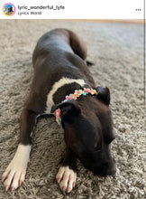 Load image into Gallery viewer, 🟧 18.5&quot; Slip On (Rose Gol1 O-Ring) Field of Daisies 🌼 [DECORATIVE ONLY] Bead Collar - PRE-MADE/FINAL SALE