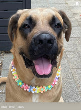 Load image into Gallery viewer, 🟧 18.5&quot; Slip On (Rose Gol1 O-Ring) Field of Daisies 🌼 [DECORATIVE ONLY] Bead Collar - PRE-MADE/FINAL SALE