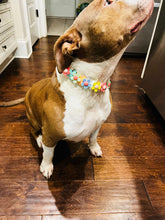 Load image into Gallery viewer, 🟧 18.5&quot; Slip On (Rose Gol1 O-Ring) Field of Daisies 🌼 [DECORATIVE ONLY] Bead Collar - PRE-MADE/FINAL SALE