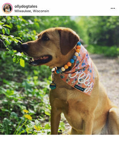 Orange Skyline Acrylic Bead Collar