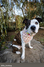 Load image into Gallery viewer, 🟧 18.5&quot; Slip On (Rose Gol1 O-Ring) Field of Daisies 🌼 [DECORATIVE ONLY] Bead Collar - PRE-MADE/FINAL SALE