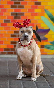 Santa Baby Bead Collar