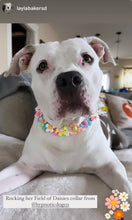 Load image into Gallery viewer, 🟧 18.5&quot; Slip On (Rose Gol1 O-Ring) Field of Daisies 🌼 [DECORATIVE ONLY] Bead Collar - PRE-MADE/FINAL SALE