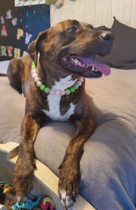 Watermelon Sugar Bead Collar